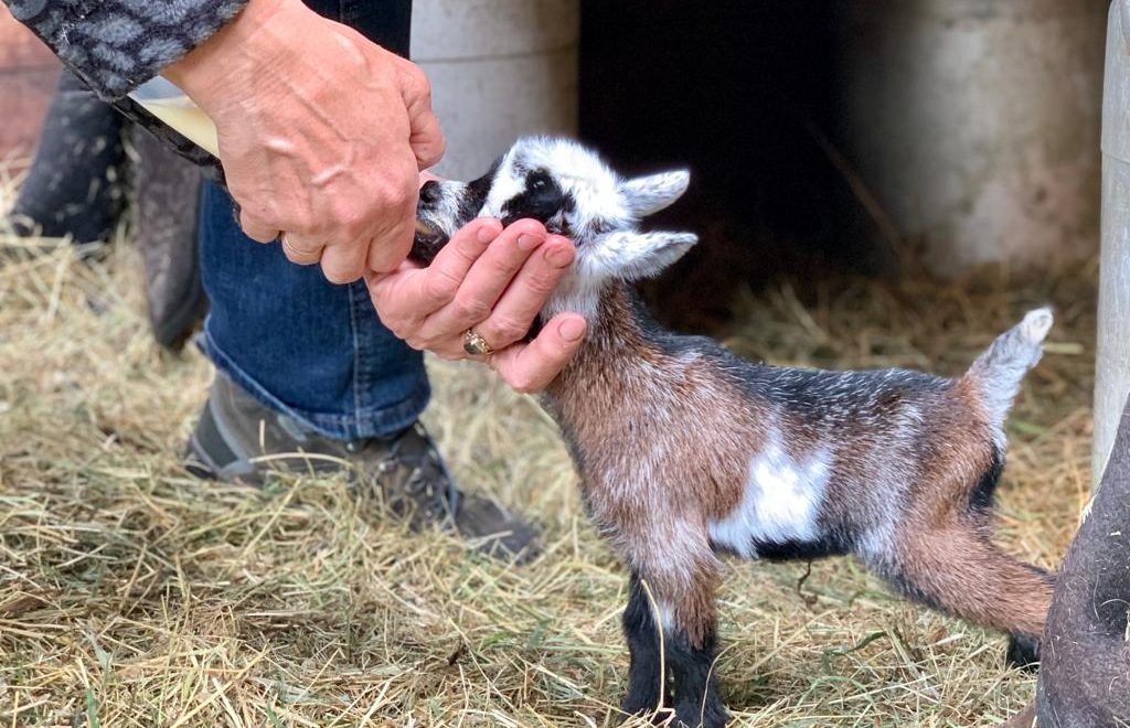 Baby goat named Suzie